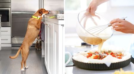 Woman reads her entire quiche recipe to poison control after her dog ate it whole — stunned to learn one ingredient she didn't add kept her pet safe