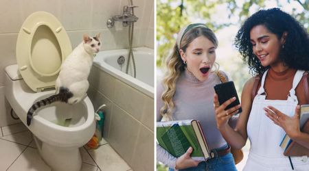 Owner's perfectly timed photo of their cat using the toilet like a real human is blowing everyone's mind