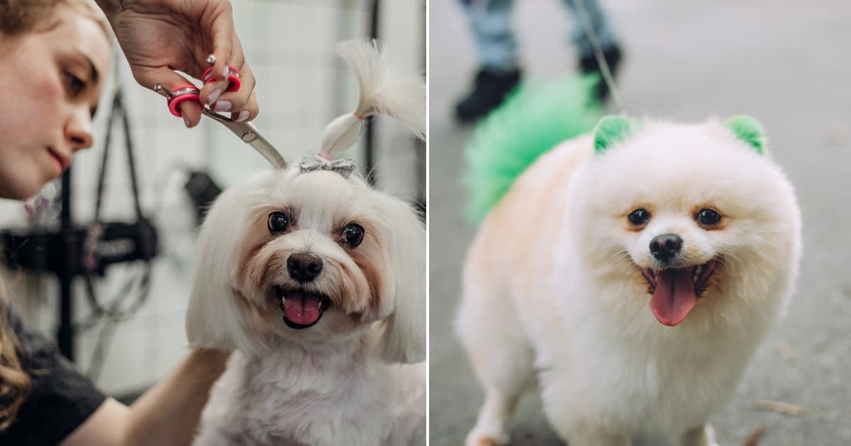 (L) Dog getting a trim at groomers. (R) White Small Dog with green colored ears and tail. (Representative Cover Image Source: Getty Images | (L) luliia bondar, (R) luliia Bondar)