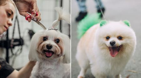 Young groomer dyed a woman’s dog green for the holidays without permission — then doubled down with an outrageous excuse that left the owner baffled