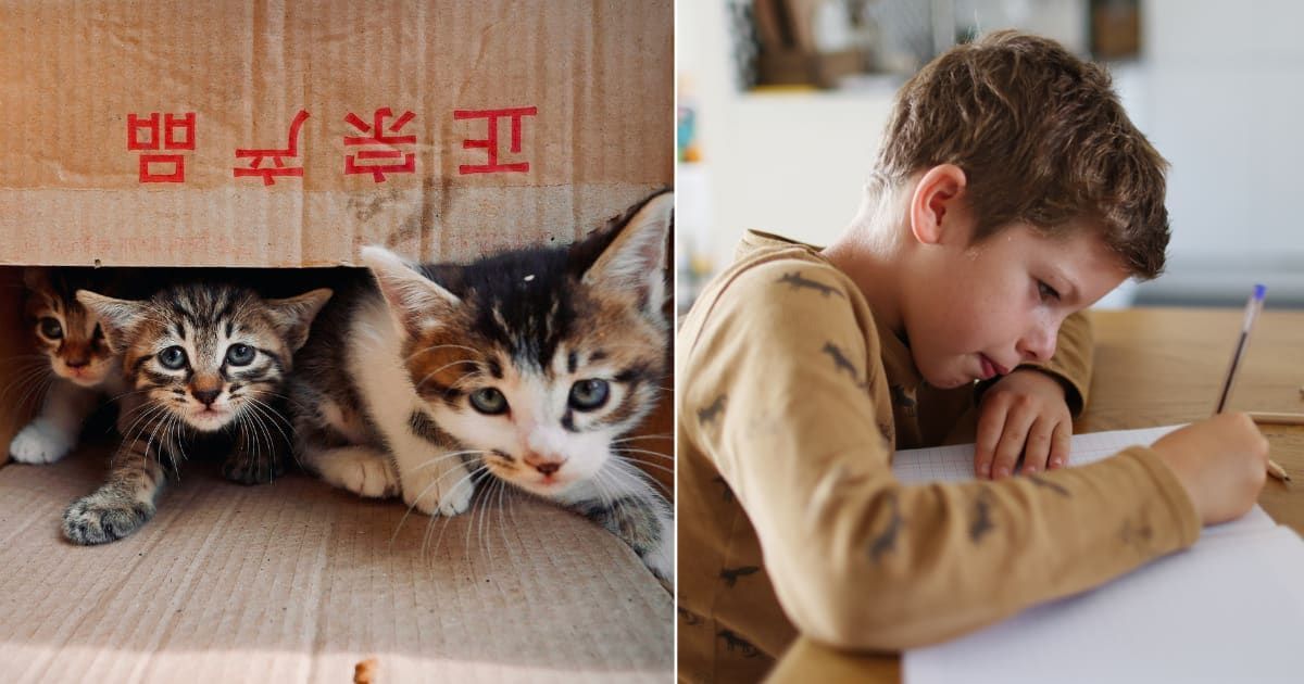 (L) Three kittens in a box. (Representative Cover Image Source: Unsplash | Halogen Condense) (R) Boy writing. (Representative Cover Image Source: Getty Images | Catherine Delahaye)