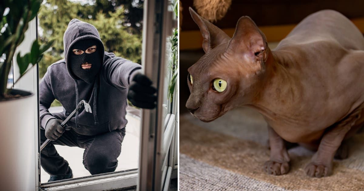 (L) A robber entering a house. (R) Cat ready to jump. (Representative Cover Image Source: Getty Images | (L) South_agency, (R) Elena Sapegina)