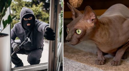 Brave cat came face-to-face with a robber while her owner hid and dialed 911 — and police couldn’t believe what happened next
