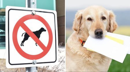 Four friends were disappointed after moving into a ‘no-pet’ apartment — until a neighbor’s dog changed everything with one letter