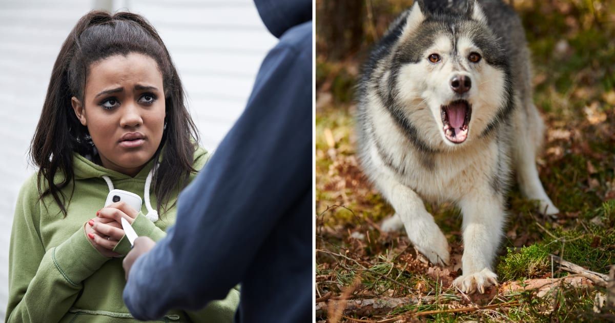 (L) Thief asking phone of teenage girl. (R) Husky barking at someone. (Representative Cover Image Source: Getty Images | (L) Machine Headz, (R) Travelarium)
