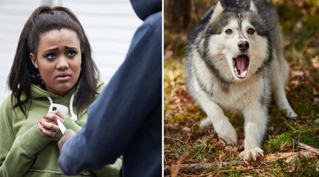Knife-wielding thug attacked a teen girl in the park when she refused to give up her phone — her Husky’s split-second move sent him fleeing