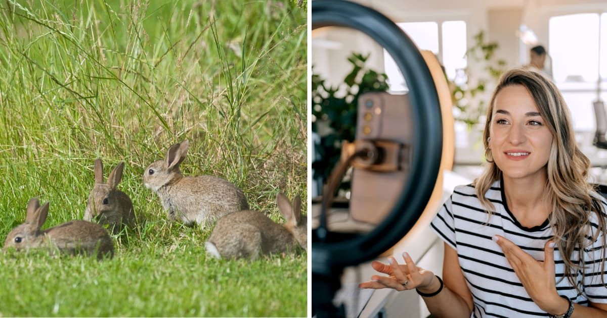 (L) Four rabbits in forest. (R) Influencer talking on phone. (Representative Cover Image Source: Getty Images | (L) vandervelden, (R) pekic)