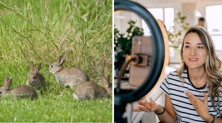 Influencer abandoned her four pet rabbits in the woods and shared it on Instagram — then instantly regretted the ‘stupid decision’ after what followed
