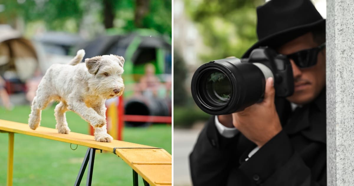 (L) A dog at dog show. (R) A detective with camera. (Representative Cover Image Source: Getty Images | (L) cunfek, (R) Luidmila Chernetska)