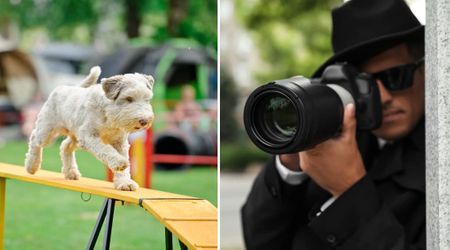 Family hired a ‘pet detective’ after their champion show dog vanished for 6 days.  He cracked the case in under 2 hours