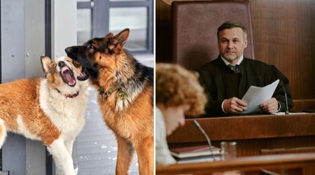 Couple defending their 14 barking dogs stunned the judge with a dismissive two-word answer — and it cost them nearly $10,000 fine