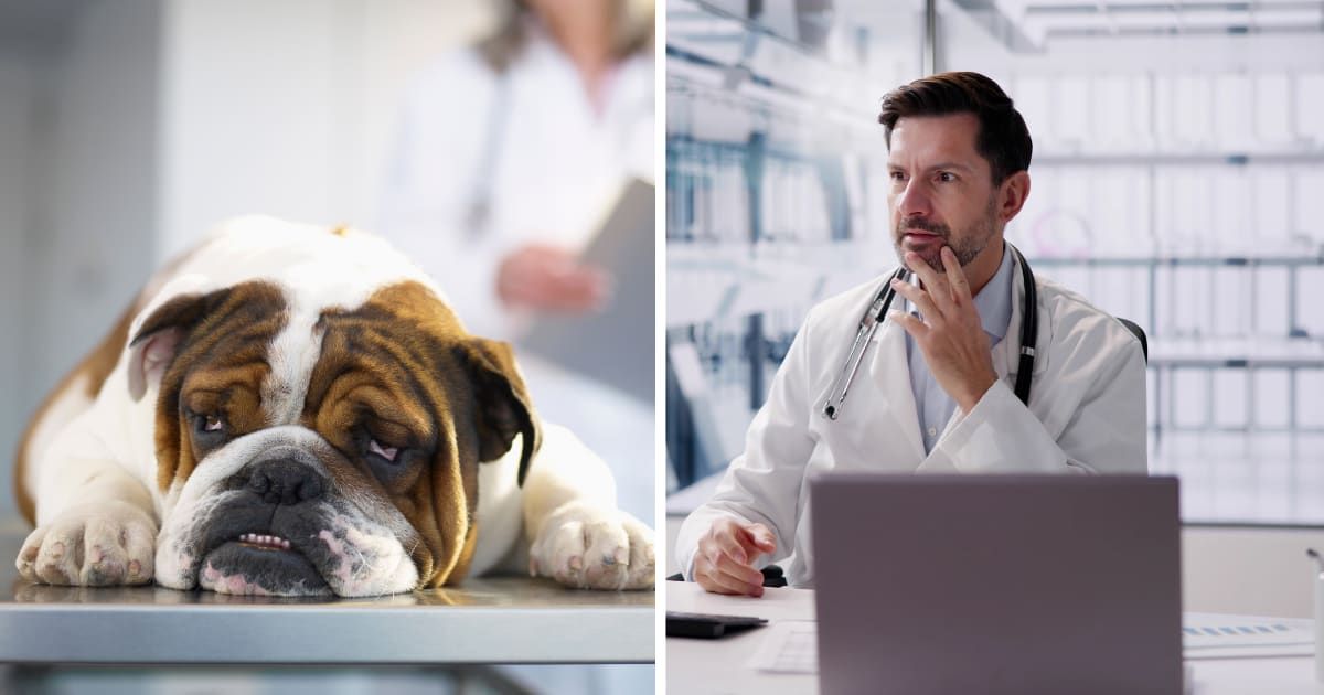 (L) A sick dog at vet. (R) A shocked doctor. (Representative Cover Image Source: Getty Images | (L) LWA, (R) Andrey Popov)