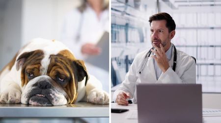 ER vet noticed a dog and its skittish owner showing the same symptoms during a 7 a.m. visit — a blunt confession about the cause left him stunned