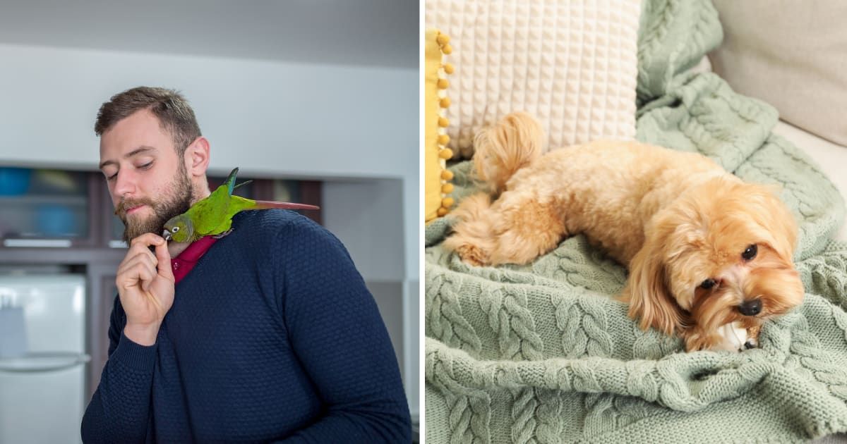 (L) Parrot on the hand. (R) A dog sitting on a sweater. (Representative Cover Image Source: Getty Images | (L) MajaMitrovic, (R) Olga Yastremska)