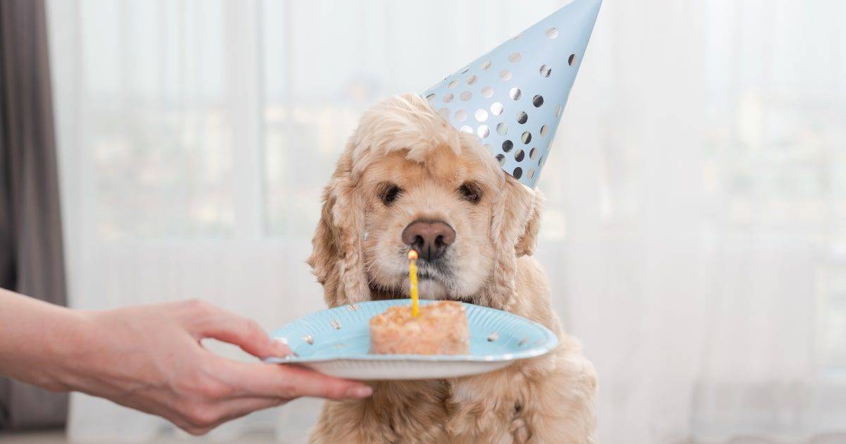 Dog sitting in front of cake with candle. (Representative Cover Image Source: Getty Images | O_Lypa)