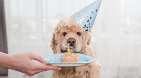 ‘World’s oldest living’ dog Spike turned 26 — and his diet isn’t what most vets recommend