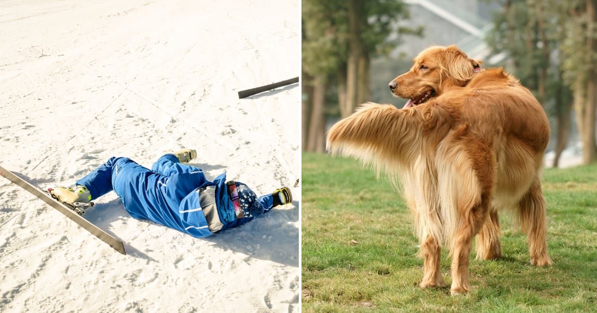 (L) A skiing man fallen. (R) A golden retriever with big tail. (Representative Cover Image Source: Getty Images | (L) EyeEm Mobile GmbH, (R) yangchao)