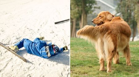 Ski accident survivor shares how his dog’s tail saved his life when 16 broken bones left him unable to move