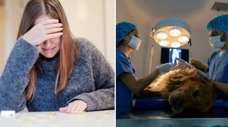 With nothing left to sell, this woman made a heartbreaking choice to afford her dog’s $4,000 life-saving cancer surgery