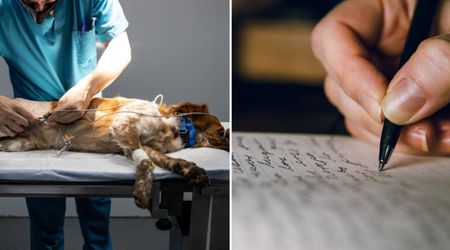 Disturbing backyard find sent a dog owner rushing to the vet — months after a rude neighbor’s barking complaint letter