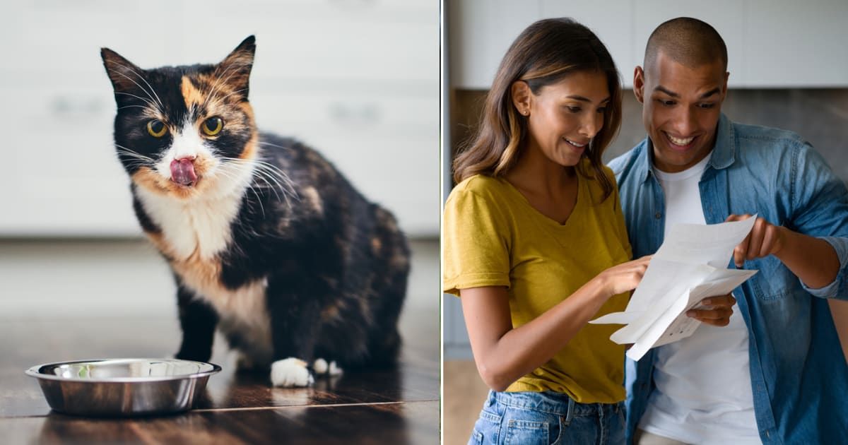 (L) A black and white stray cat near food bowl. (R) Couple reading a letter. (Representative Cover Image Source: Getty Images | (L) Chalabala, (R) Hispanolistic)