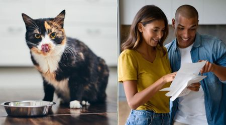 ‘Crazy’ couple wrote an awkward letter to neighbors about 'stealing' a stray cat they were feeding — the cat’s other family responded