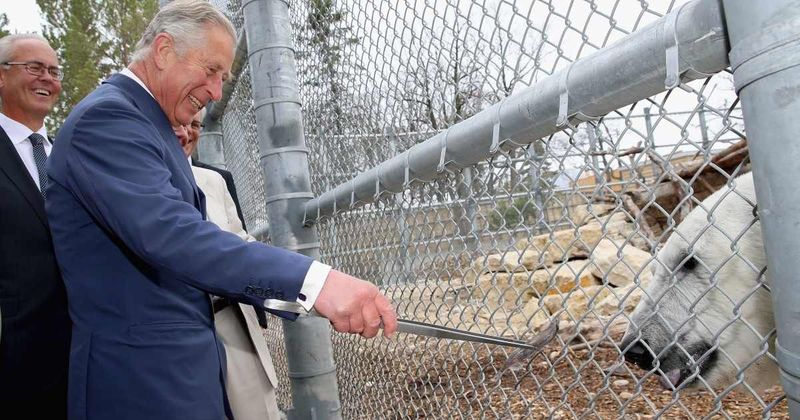 King Charles's Zoo Visit Draws Comparisons To Queen Elizabeth's Very Different Reaction