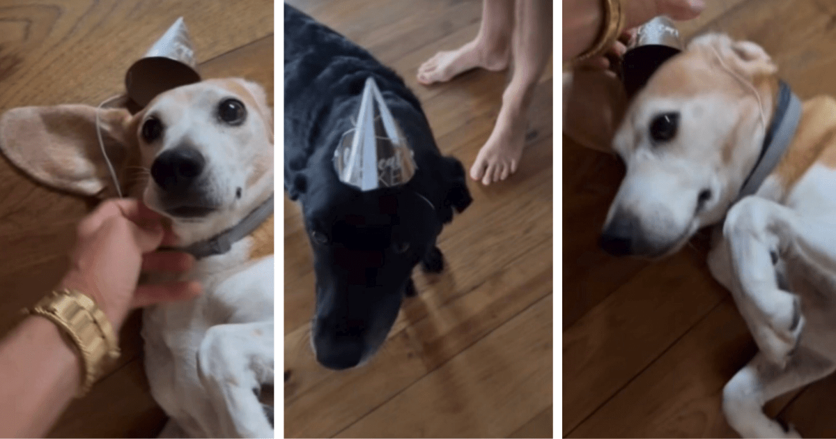 Meghan Markle celebrating her birthday with her dogs (Image Source: Instagram | @Meghan)