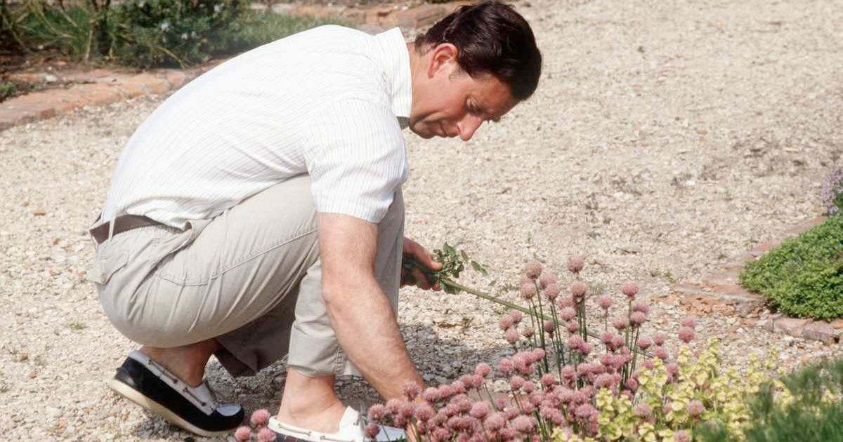 An old picture of King Charles Weeding His Herb Garden At Highgrove, Gloucestershire.